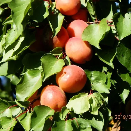 Hotel Luca Apartman *